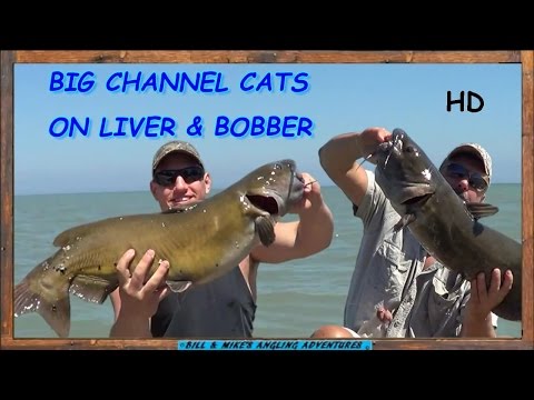 Fishing trip with lonestar catfishing and catfish kings from YouTube · High Definition · Duration: 12 minutes 52 seconds · 295 views · uploaded on 11/26/2016 · uploaded by LoneStar CatFishing Fishing trip with lonestar catfishing and catfish kings from YouTube · High Definition · Duration: 12 minutes 52 seconds · 295 views · uploaded on 11/26/2016 · uploaded by LoneStar CatFishing