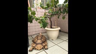 《香港爬道》如何飼養蘇卡達象龜/盾臂陸龜 Sulcata tortoise