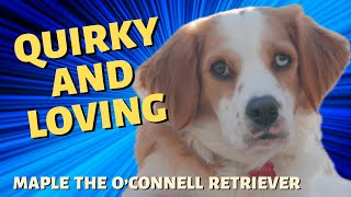 Maple the O'Connell Retriever (Cavalier King Charles Spaniel X Mini Golden Retriever)  Told by Kate