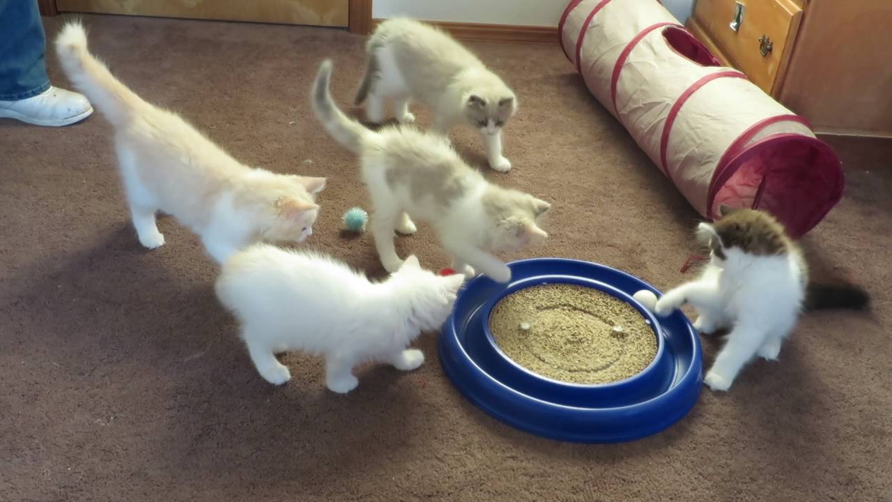 RagaMuffin Kittens 5JUN2016
