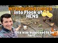 Integrating Baby Chicks with Your Flock of Hens | Don&#39;t Overcomplicate It!!!!