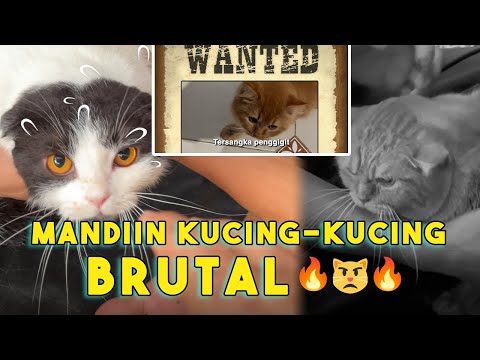 MANDIIN KUCING SAYA SETELAH 1 TAHUN!! | Armand Vlog