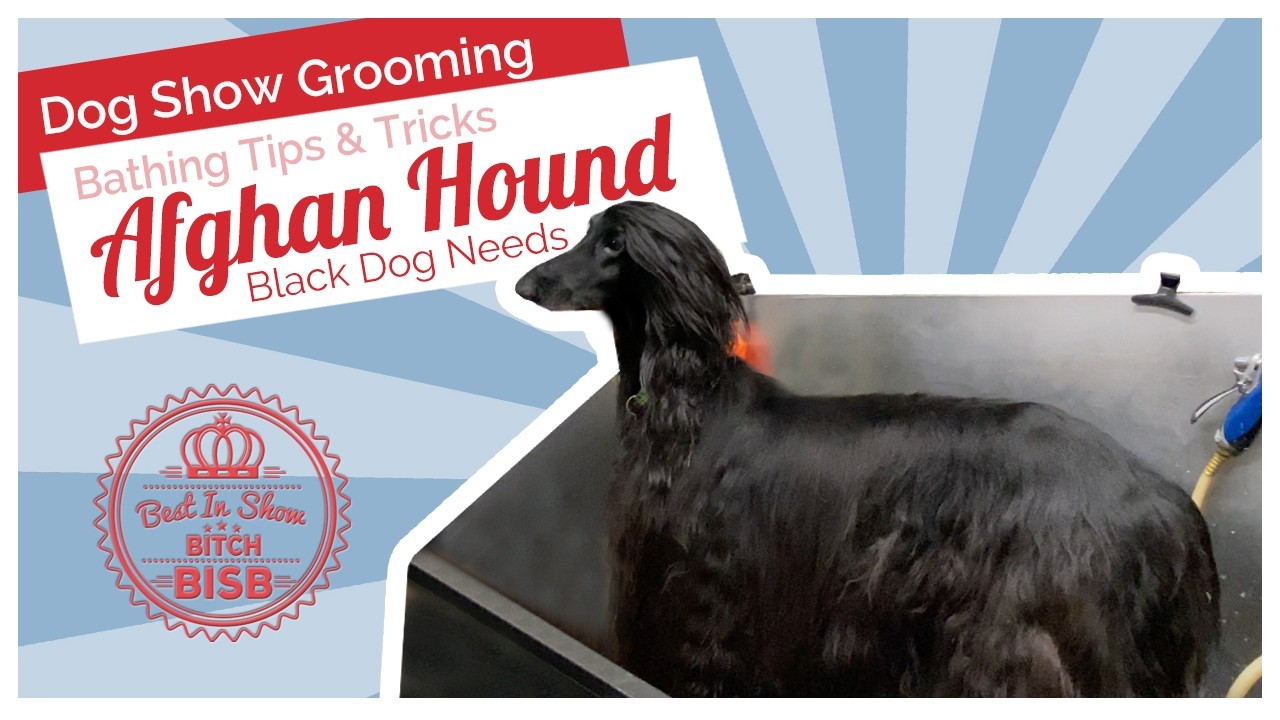 Как купать черную афганскую борзую | Мыло, техника и уход за шерстью