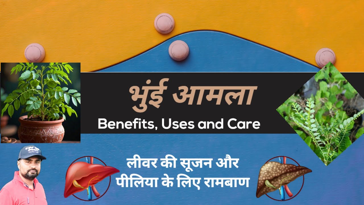 Why you should start using bhumi amla right now | जादुई पौधा