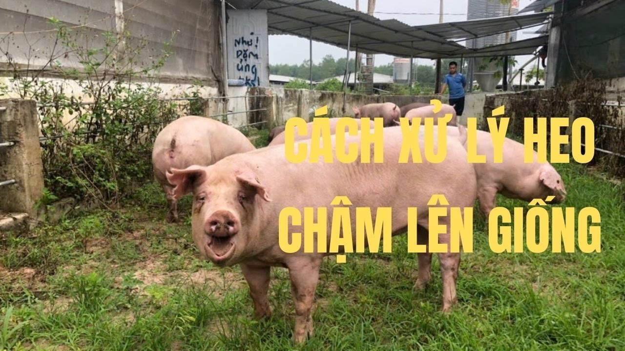Cách xử lý heo Nái chậm lên giống l Thuận Nguyễn_tư vấn kĩ thuật chăn nuôi
