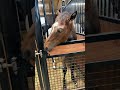 Our first round of weaning is right around the corner 🐴 part 2 #Weaning #horse #horses