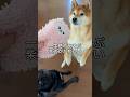 一生懸命あそぶ柴犬 #柴犬 #doggie #cutedog #shibainu #dog #shiba #いぬのいる生活 #healing #playing #funny #犬好き #犬
