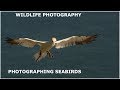 Wildlife Photography-photographing seabirds