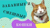 МАнИЯ