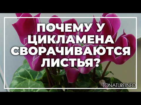 Почему у цикламена сворачиваются листья? | toNature.Info