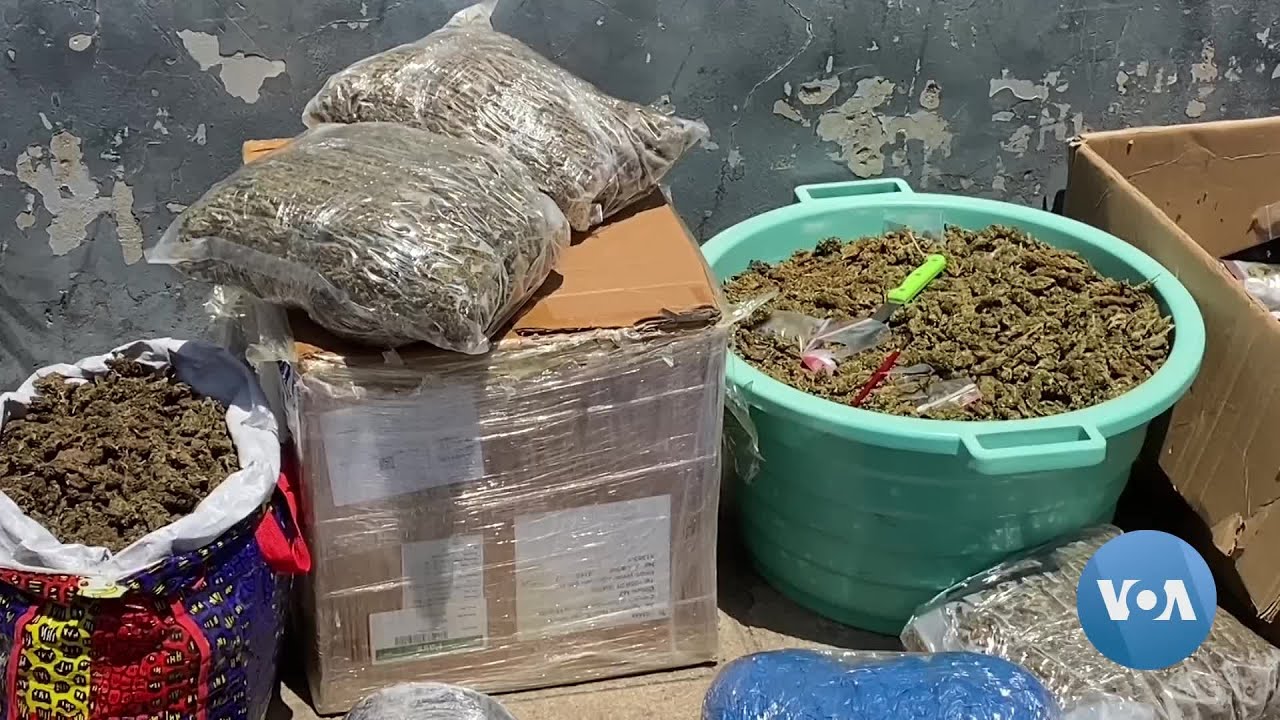 Tráfico de drogas em Nampula: Polícia detém traficantes