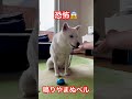 #アイヌ犬 #おもち