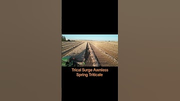 Surge Spring Triticale - Awnless!