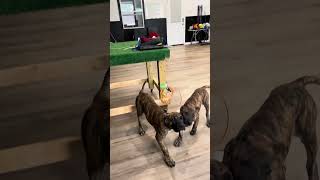 La Fundación K9 Presa Canario Kennels