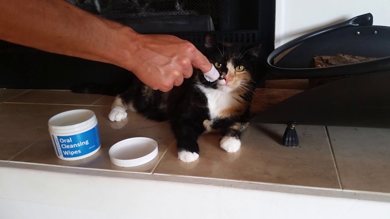 baby wipes for kittens