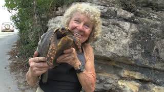 La sauveuse des tortues de St Barth