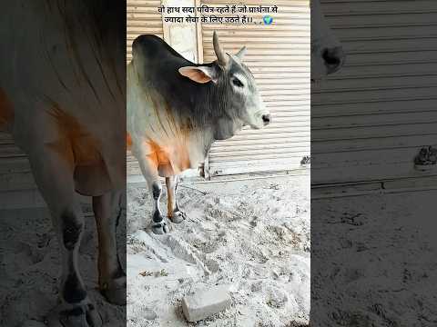 Day-45 animal help 🙏🏻🌍 #nandi #365dayschallenge