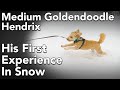 Medium Goldendoodle&#39;s First Experience with Snow