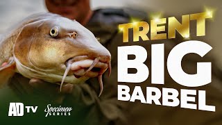 Big Trent Barbel - Autumn Barbel Specimen Series