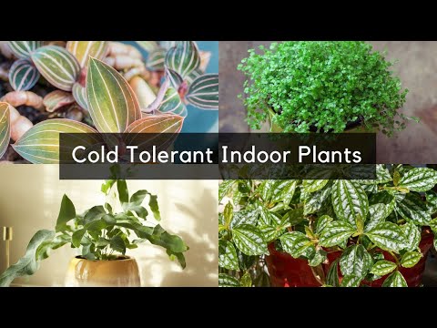 ვიდეო: სიცივის ტოლერანტული შიდა მცენარეები – ზამთრის შიდა მცენარეები ცივი ოთახებისთვის