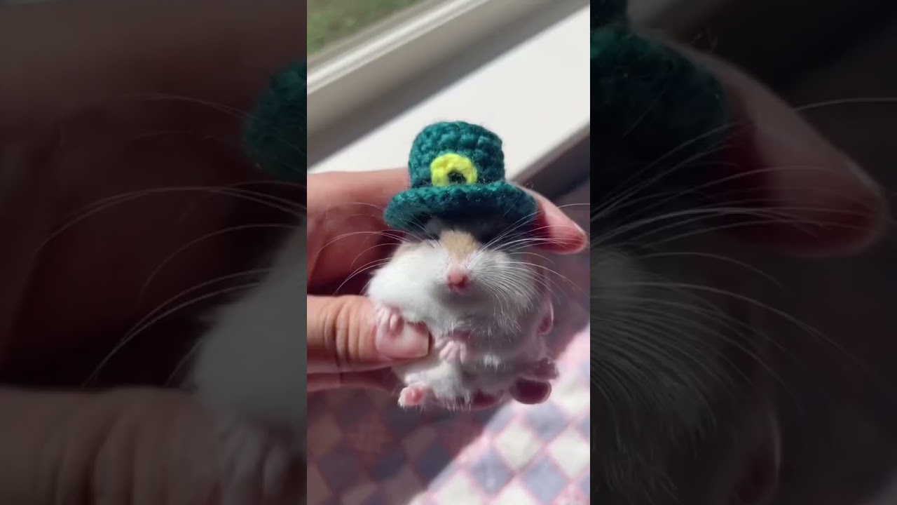 She&rsquo;s not always so calm 😅 #roborovski #hamster