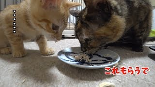 おやつシリーズ「フリーズドライのササミ」【子猫の成長記録・生後79日目】