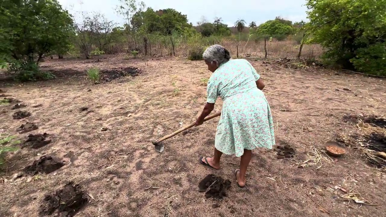Vovó joaninha fazendo sua plantação 
