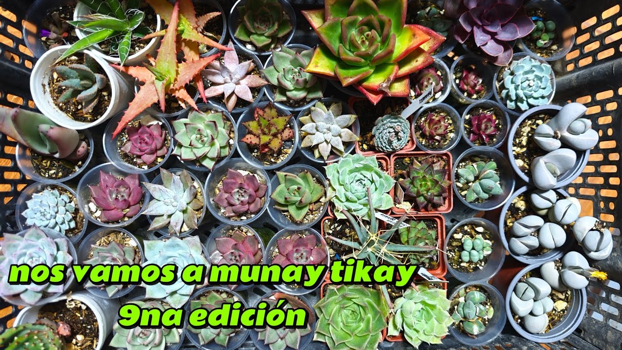 Viajamos a lima a la feria munay tikay 9na edición 