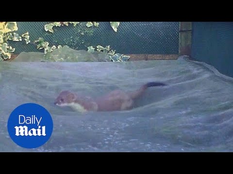 Real life John Lewis advert sees wild animals bouncing around - Daily Mail