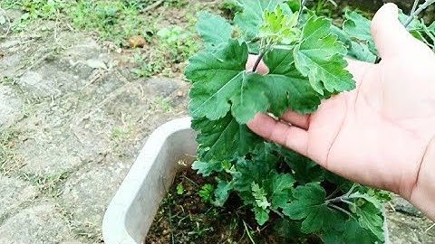 Cách Nhân Giống Cây Hoa Cúc Cổ Sơn La