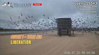 WPF Release of 3837 #racingpigeons from Ouyen 380km | WPF 7th Race of the year Ouyen 1