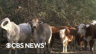 Cattle ranchers innovate amid historic drought