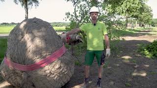 Einen großen Baum richtig pflanzen. Lehrfilm der Baumschule Lorenz von Ehren.