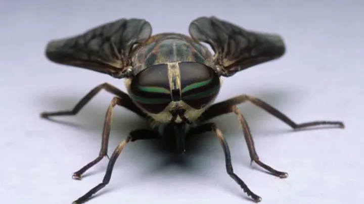 Why are horseflies so aggressive? Why do horsefly bites hurt so much? Do horseflies actually bite? - DayDayNews