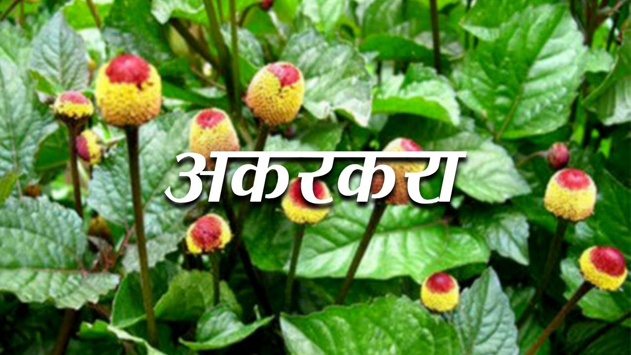 Health Benefits of Anacyclus Pyrethrum (अकरकरा) | Acharya Balkrishna