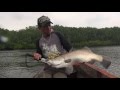Topwater explosion of barramundi with gong lei
