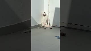 Dog Battles Sleep to Bask in Sunlight