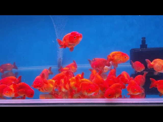 龍頭壽 縮圖