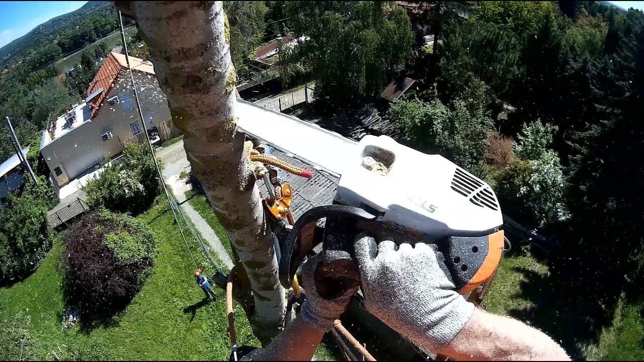 Fakivágás alpintechnikával - Egy sokadik nyárfa kivágása