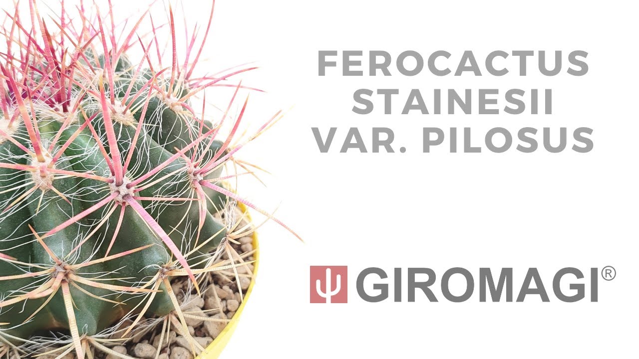 Ferocactus stainesii var. pilosus