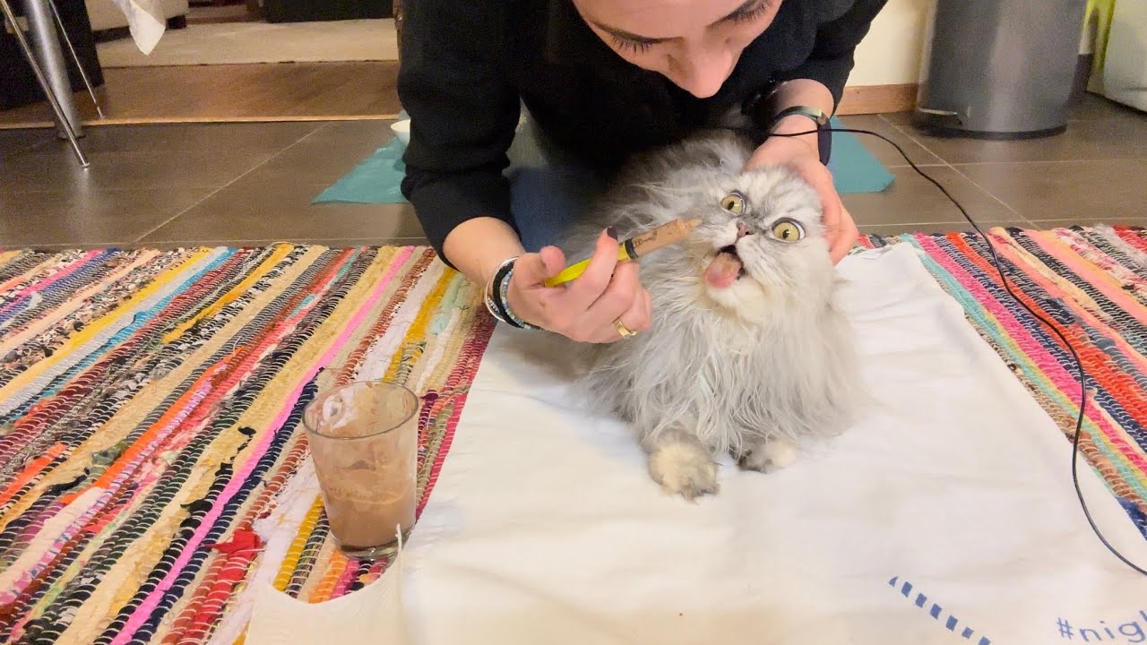 Hasta kediye mama yedirme ve ilaç içirme yöntemi, kedim Lola’nin tedavisine evde devam‼️