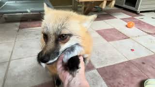 Happy Tuesday! FTF Foxy check in!