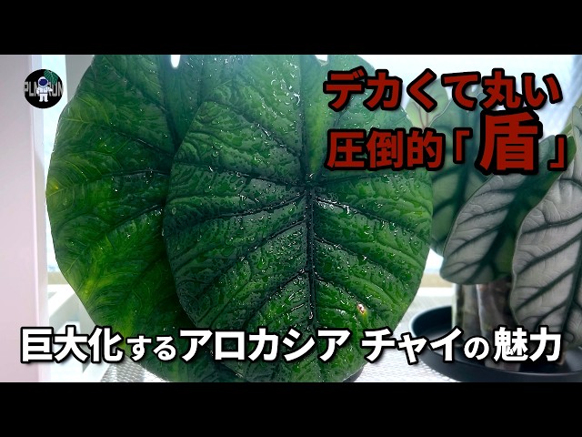 Alocasia] Chaii, a giant shield with a diameter of 20cm! Its round