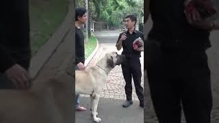 Anjing Kangal Milik Lucky Hakim