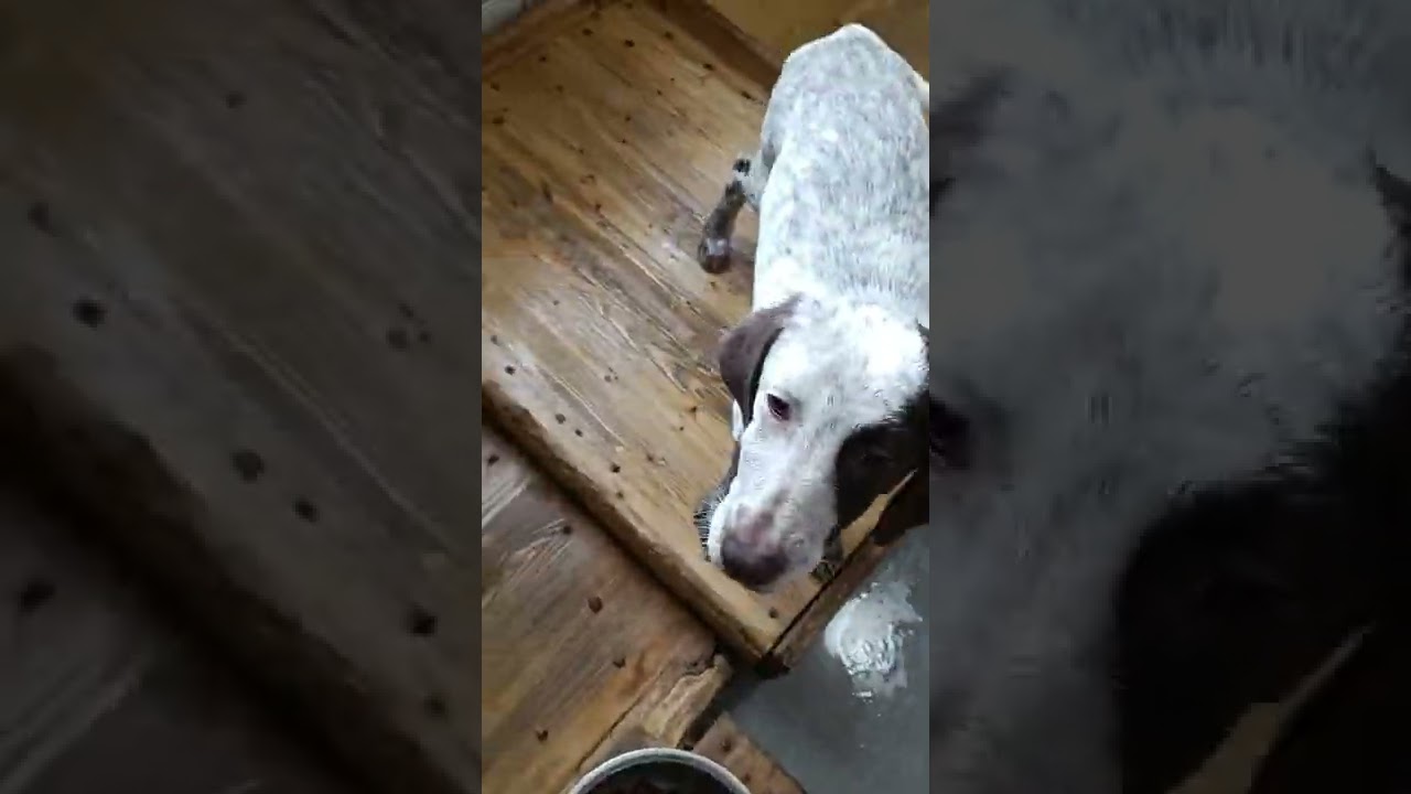 Paypal : Elizbarashvilidog@yahoo.com