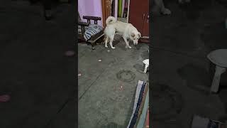 Mischievous Canaan Dog with laser light #dogs #dog #dogshorts #doglife #canaandog #mischievousdog