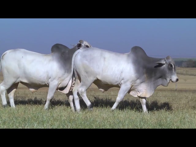 LOTE 28   3680 3811 mp4