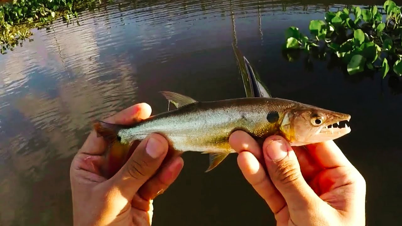 The Cutest Little Freshwater Barracuda