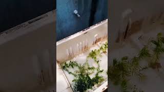 #fridge#box#cleaning#vlog#vlogbyhim#
