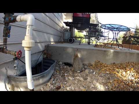 2015 11 03 What's Digging under my Porch?